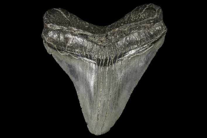 Juvenile Megalodon Tooth - Georgia #99119